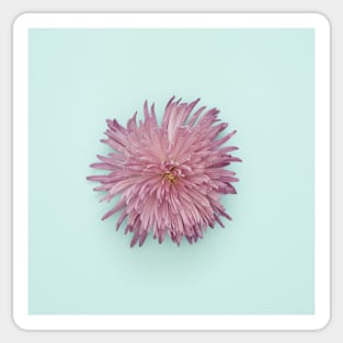 Isolated Flower on Turquoise Sticker